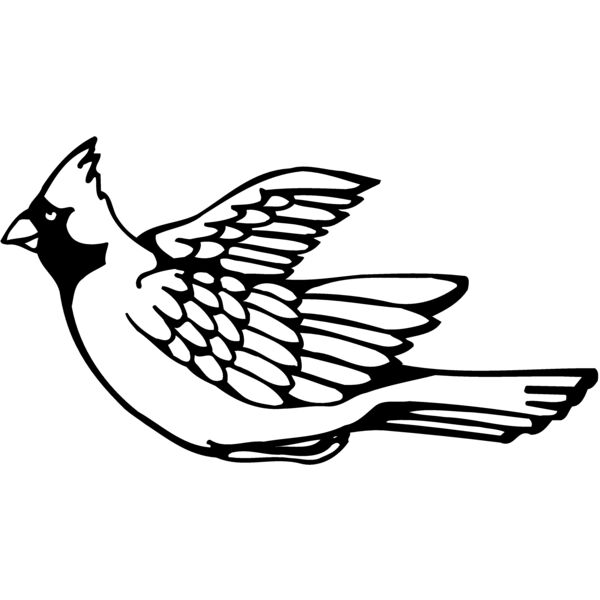 BIRD012 Thumbnail