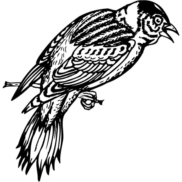BIRD022 Thumbnail